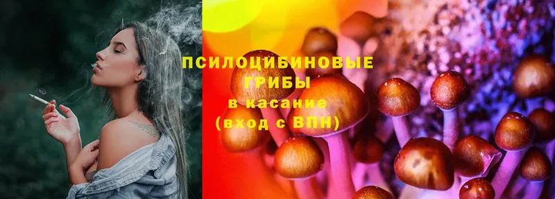 Галлюциногенные грибы Psilocybe  Новоульяновск 